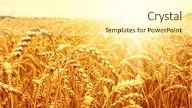  Presentation with summer wheat field blue - PPT theme featuring champs agricole - field of wheat and sun background and a  colored foreground