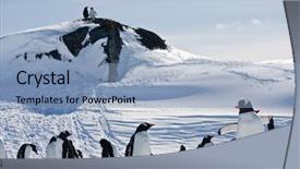  Presentation with antarctic - PPT layouts featuring change communication - large group of penguins having background and a light blue colored foreground