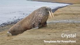  Presentation with change - Amazing theme having change land - walrus on the beach backdrop and a coral colored foreground