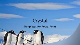  Presentation with three - Beautiful PPT theme featuring change landscape - three identical penguins resting backdrop and a light blue colored foreground