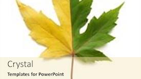  Presentation with maple leaf - PPT layouts having change-of-seasons-concept background and a blonde colored foreground