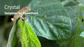  Presentation with focus - Cool new slide deck with changeable-lizard-on-leaf-shallow backdrop and a ocean colored foreground