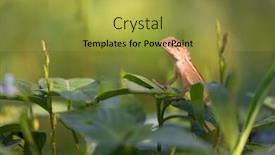  Presentation with focus - Audience pleasing presentation theme consisting of changeable-lizard-on-leaf-shallow backdrop and a gold colored foreground
