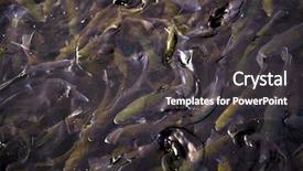  Presentation with hatchery - Cool new presentation theme with channel at fish hatchery backdrop and a dark gray colored foreground