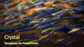  Presentation with hatchery - Presentation having channel at fish hatchery background and a wine colored foreground