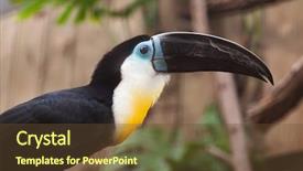  Presentation with keel billed toucan also known - PPT theme enhanced with toucans - channel-billed toucan ramphastos vitellinus wildlife background and a tawny brown colored foreground