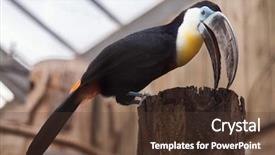  Presentation with wildlife - Slide deck featuring toucans - channel-billed toucan ramphastos vitellinus wildlife background and a tawny brown colored foreground