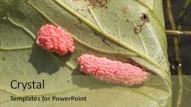  Presentation with snail - Colorful slide deck enhanced with channeled apple snail egg backdrop and a mint green colored foreground