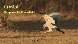  Presentation with eastern - Slide deck consisting of chant - eastern pale chanting goshawk background and a tawny brown colored foreground