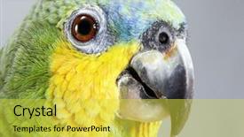  Presentation with parrot - Amazing presentation design having chant - green parrot portrait backdrop and a  colored foreground