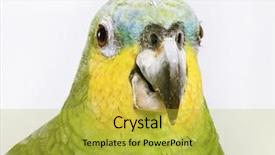  Presentation with parrot - Presentation theme consisting of chant - green parrot portrait background and a  colored foreground
