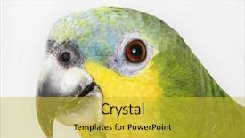  Presentation with parrot - Beautiful slide set featuring chant - green parrot portrait backdrop and a  colored foreground