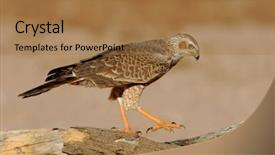  Presentation with old map south africa - PPT layouts consisting of chant - immature pale chanting goshawk melierax background and a coral colored foreground