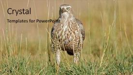  Presentation with national - Beautiful presentation design featuring chant - immature pale chanting goshawk melierax backdrop and a coral colored foreground