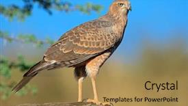  Presentation with south africa - Presentation design consisting of chant - immature pale chanting goshawk melierax background and a coral colored foreground