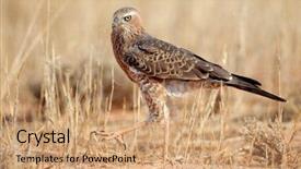  Presentation with south africa - Cool new PPT layouts with chant - immature pale chanting goshawk melierax backdrop and a coral colored foreground