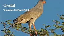  Presentation with kalahari - Colorful slides enhanced with violin lying down on stack of compact discs on white background top angle view horizontal landscape orientation depicts a career in classical music backdrop and a light gray colored foreground