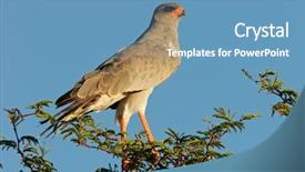  Presentation with kalahari - Beautiful presentation theme featuring chant - pale chanting goshawk melierax canorus backdrop and a teal colored foreground