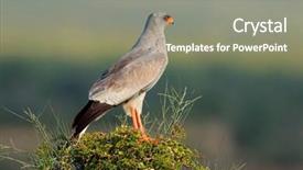  Presentation with oil palm tree - PPT layouts consisting of chant - pale chanting goshawk melierax canorus background and a gray colored foreground