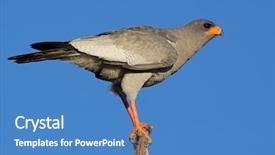  Presentation with old map south africa - Cool new presentation with chant - pale chanting goshawk melierax canorus backdrop and a teal colored foreground