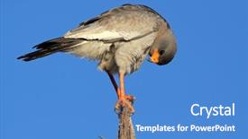  Presentation with safari south africa - Beautiful PPT theme featuring chant - pale chanting goshawk melierax canorus backdrop and a teal colored foreground