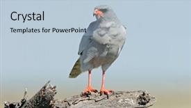 Presentation with joshua tree national park - PPT layouts featuring chant - pale chanting goshawk melierax canorus background and a light blue colored foreground