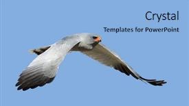  Presentation with flight - Amazing PPT theme having chant - southern pale chanting goshawk backdrop and a light blue colored foreground