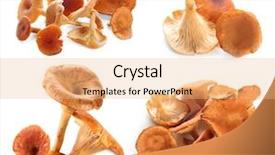  Presentation with mushrooms - Slide deck having chanterelle mushrooms on white background background and a coral colored foreground