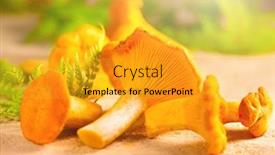  Presentation with vegan food - Presentation theme having chanterelle-mushrooms-raw-wild-chanterelles background and a gold colored foreground
