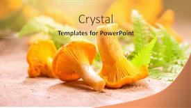  Presentation with mushroom - Colorful PPT theme enhanced with chanterelle-mushrooms-raw-wild-chanterelles backdrop and a yellow colored foreground