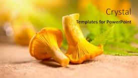  Presentation with mushroom - PPT layouts enhanced with chanterelle-mushrooms-raw-wild-chanterelles background and a gold colored foreground