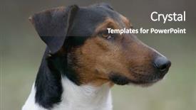  Presentation with cute cat and dog - Theme with character trait - cute dog portrait background and a  colored foreground