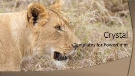 Presentation with oat - Slides enhanced with characteristics - adult lioness in the characteristic background and a coral colored foreground