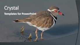  Presentation with water park - Colorful theme enhanced with japanese - chinese decline - east picture backdrop and a lemonade colored foreground