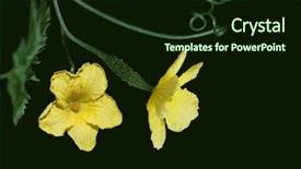  Presentation with bitter - Slide set with charantia bitter melon bitter gourd background and a wine colored foreground