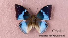  Presentation with western - Amazing presentation design having charaxes smaragdalis or western blue charaxes in english as found in maka central republic of africa backdrop and a soft green colored foreground