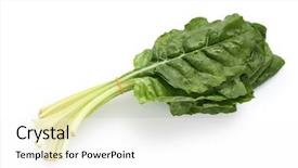  Presentation with swiss chard - Amazing theme having chard silverbeet bietola backdrop and a white colored foreground