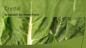  Presentation with swiss chard - PPT layouts with chard-swiss-green-leaves background and a gold colored foreground