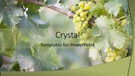  Presentation with grape - Colorful presentation enhanced with chardonnay - beautiful lush white grape bushels backdrop and a mint green colored foreground