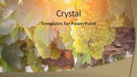  Presentation with art white gray grey - Colorful presentation enhanced with chardonnay - beautiful lush white grape bushels backdrop and a yellow colored foreground