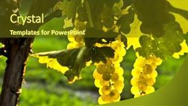  Presentation with bright yellow - PPT theme featuring chardonnay - yellow grapes growing on vine background and a tawny brown colored foreground