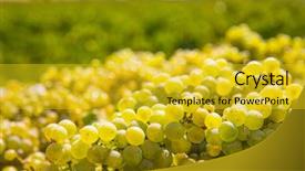  Presentation with wine - Cool new theme with chardonnay harvesting with wine grapes backdrop and a gold colored foreground