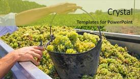  Presentation with grape - PPT theme enhanced with chardonnay harvesting with wine grapes background and a yellow colored foreground