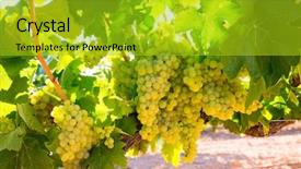  Presentation with vineyard - Audience pleasing PPT layouts consisting of background made of beautiful shiny bubbles on the sweaty glass backdrop and a tawny brown colored foreground