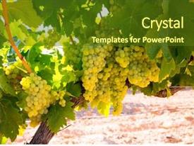 Chardonnay Wine Grapes In Vineyard PPT template 37 | CrystalGraphics