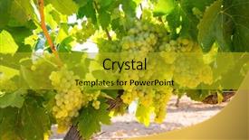  Presentation with mediterranean - Beautiful PPT layouts featuring chardonnay wine grapes in vineyard backdrop and a gold colored foreground