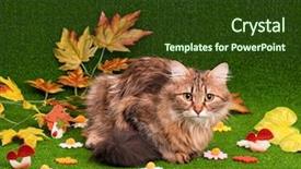  Presentation with green grass artificial top - Slide deck enhanced with charming chamomile - beautiful adult cat on artificial background and a  colored foreground