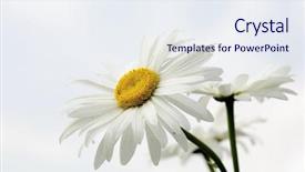  Presentation with chamomile - Amazing PPT layouts having charming chamomile - camomile backdrop and a  colored foreground