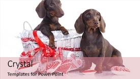  Presentation with colors of modeling clay - Amazing presentation theme having charming chamomile - couple puppies dachshund chocolate colors backdrop and a coral colored foreground