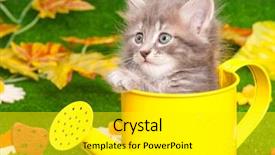  Presentation with hello kitty cute little kitten - Colorful presentation theme enhanced with charming chamomile - cute gray kitten with yellow backdrop and a gold colored foreground
